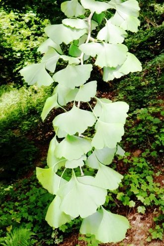 Gingko