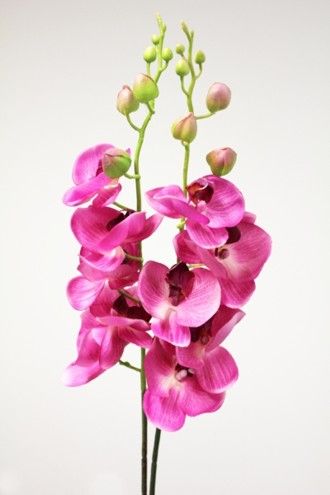 Orchidee